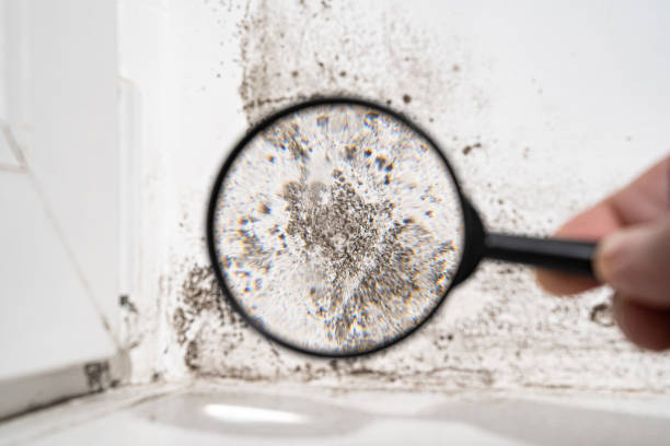 Best Mold Odor Removal Services  in Doffing, TX